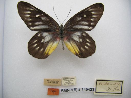 Delias pasithoe tonkiniana Fruhstorfer, 1905 - BMNH(E)149423_Delias pasithoe tonkiniana_Frhst