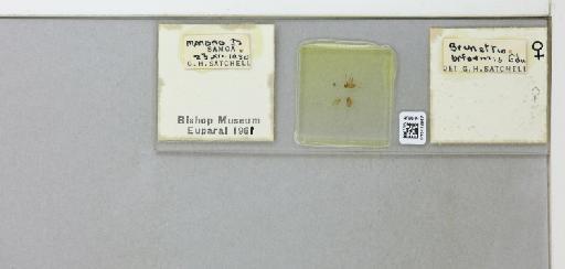 Brunettia biformis Edwards, 1928 - 015412647_299638_1328565_157720_NoStatus