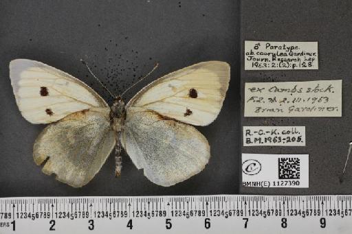 Pieris brassicae (Linnaeus, 1758) - BMNHE_1127390_84544