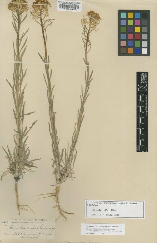 Erysimum capitatum subsp. argillosum (Greene) Price - BM000522246