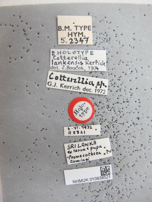 Cotterellia lankensis Kerrich, G.J., 1974 - 010838521_Labels