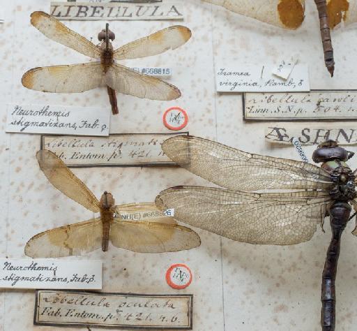 Libellula stigmatizans Fabricius, 1775 - Banks_Drawer_4_Libellula