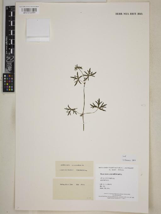 Geranium columbianum R.Knuth - BM013720585