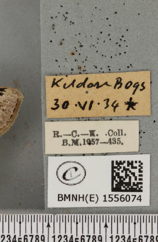 Dicallomera fascelina (Linnaeus, 1758) - BMNHE_1556074_label_255840