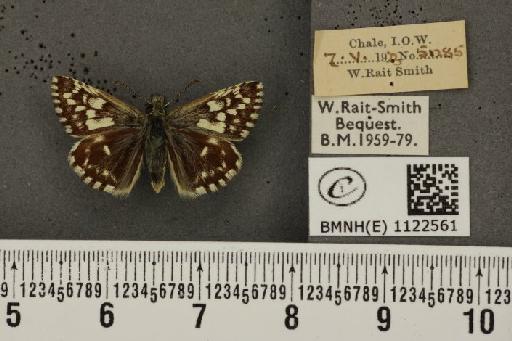 Pyrgus malvae (Linnaeus, 1758) - BMNHE_1122561_77352