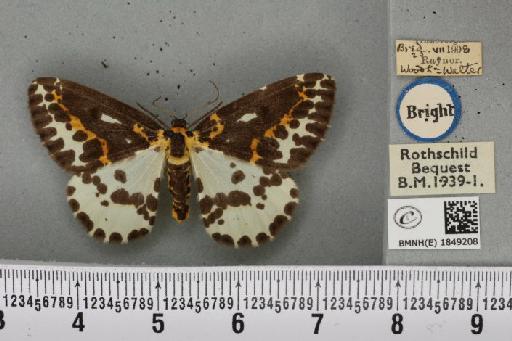 Abraxas grossulariata (Linnaeus, 1758) - BMNHE_1849208_418788