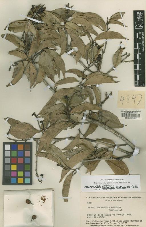 Eschweilera parvifolia Mart. ex DC. - BM000624637