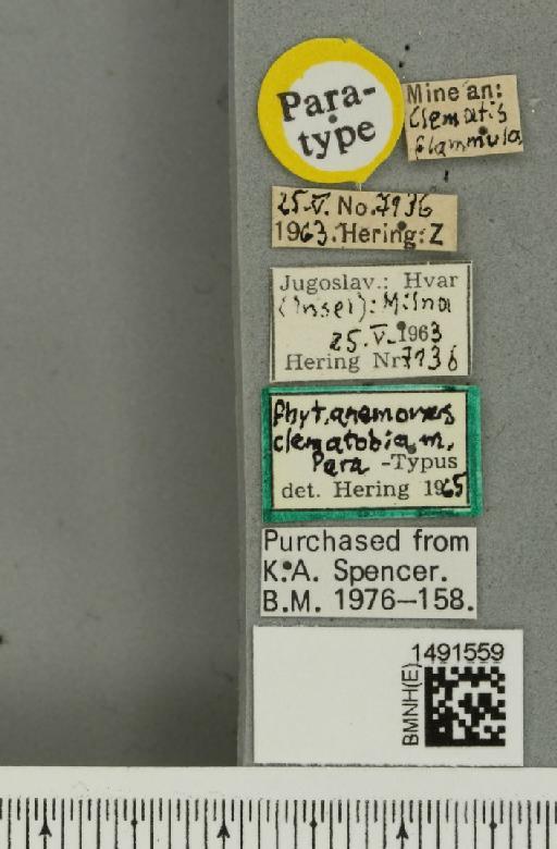 Phytomyza anemones Hering, 1925 - BMNHE_1491559_label_53203