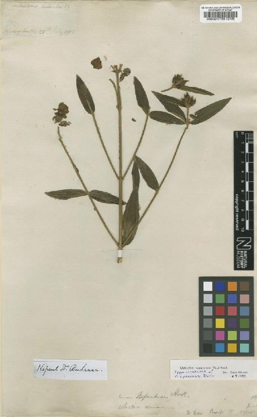 Osbeckia nepalensis Hook. - BM000521789