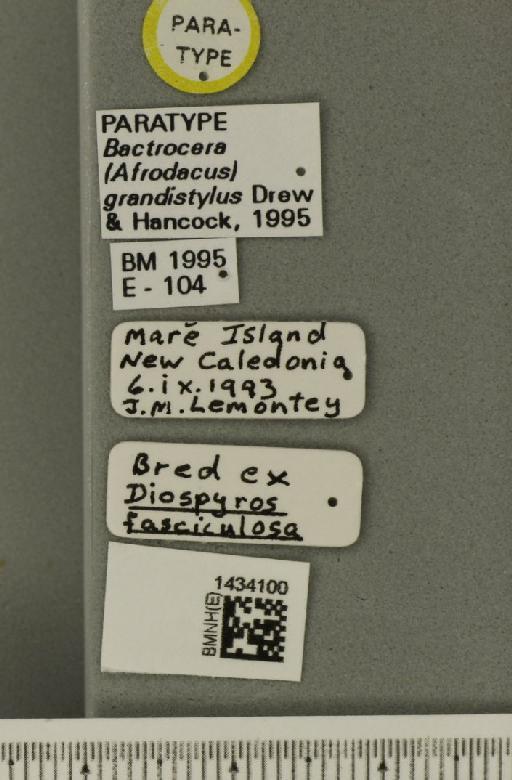 Bactrocera (Bactrocera) grandistylus Drew & Hancock, 1995 - BMNHE_1434100_label_28404