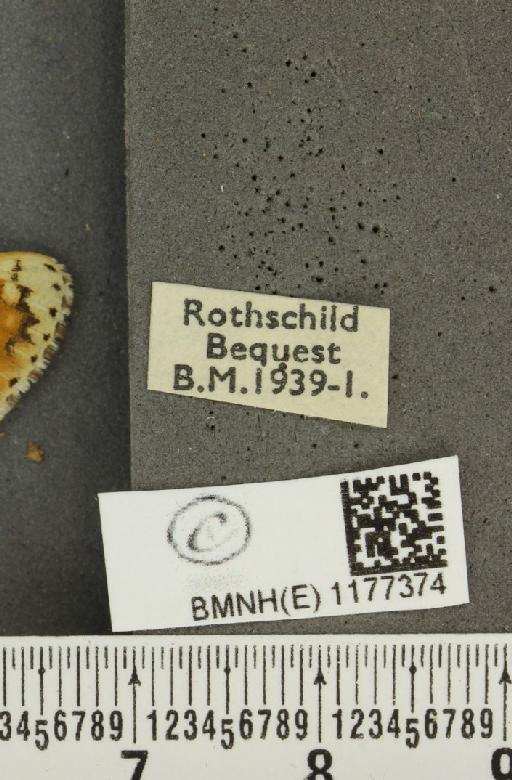 Melitaea cinxia ab. wittei Geest, 1903 - BMNHE_1177374_label_49457