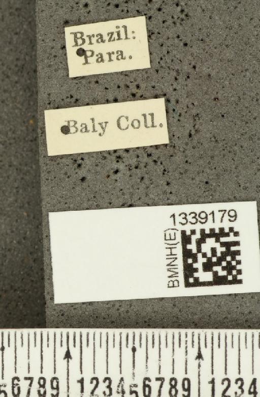 Acalymma bivittulum amazonum Bechyné, 1958 - BMNHE_1339179_label_20529