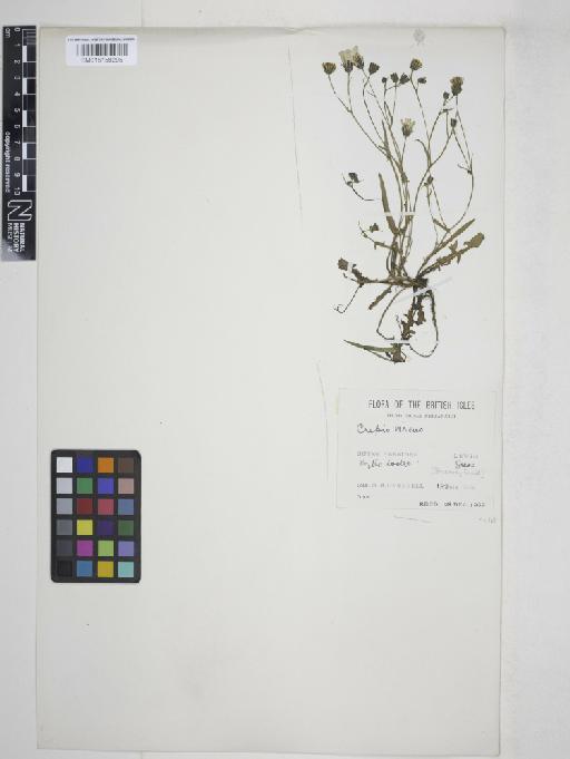 Crepis capillaris (L.) Wallr. - 015158295_1