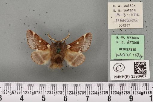 Eriogaster lanestris (Linnaeus, 1758) - BMNHE_1398487_200170