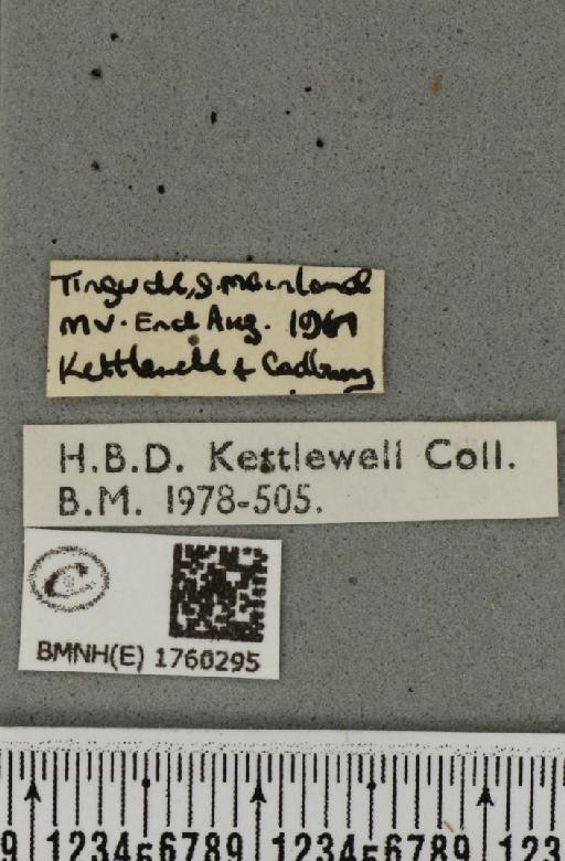 Eulithis testata (Linnaeus, 1761) - Peter_110852_label_343204