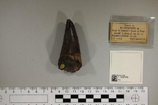 Pliosaurus Owen, 1841 - 010027279_L010221785