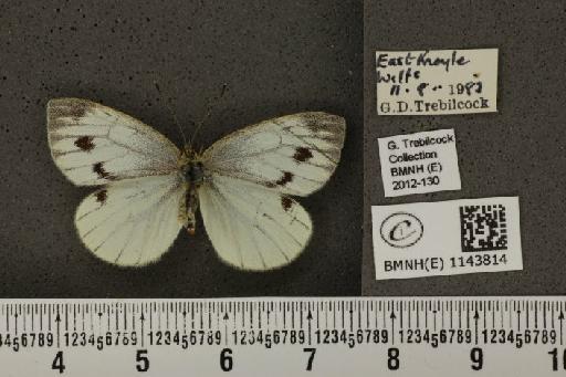 Pieris napi sabellicae Stephens, 1827 - BMNHE_1143814_98766