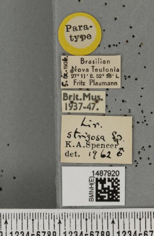 Liriomyza strigosa Spencer, 1963 - BMNHE_1487920_label_51759