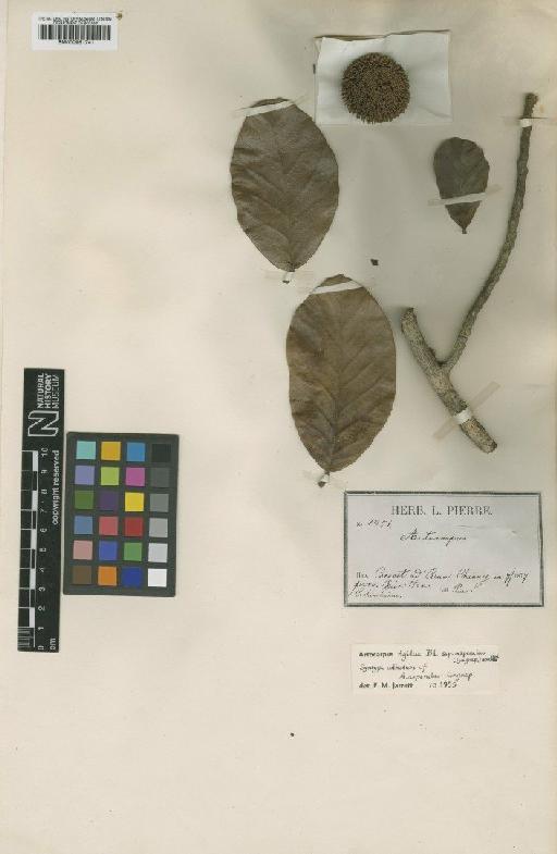 Artocarpus asperulus Gagnep. - BM000951741