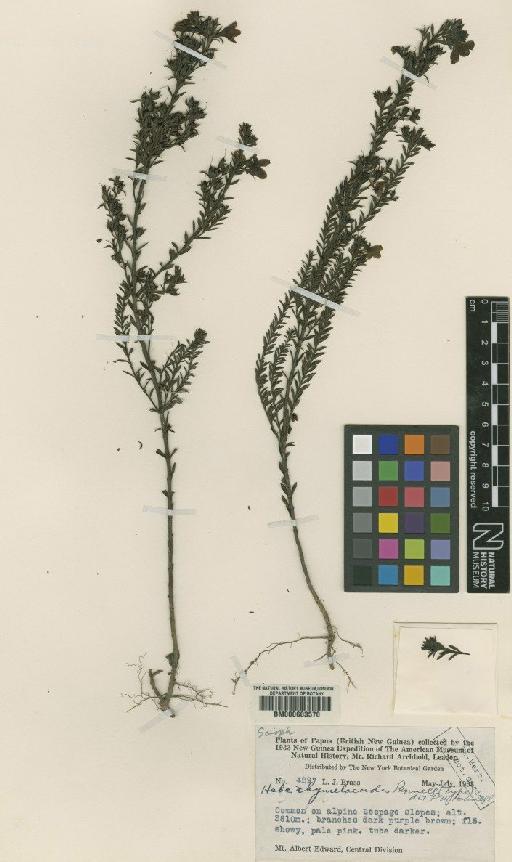 Parahebe thymelaeoides (Pennell) P.Royen & Ehrend. - BM000603570