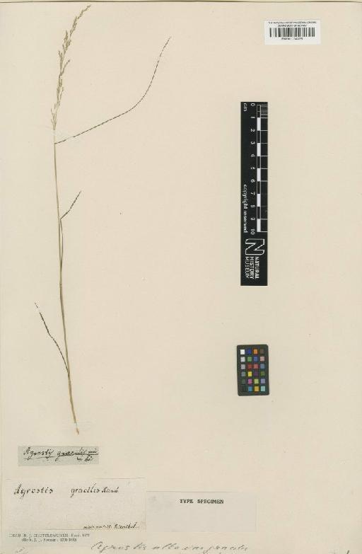 Agrostis alba L. - BM001134205