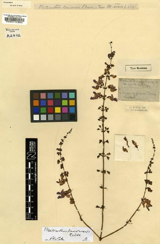 Plectranthus kamerunensis Gürke - BM000564019