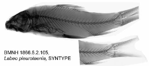 Labeo pleurotaenia (Bleeker, 1855) - BMNH 1866.5.2.105, Labeo pleurotaenia, SYNTYPE, Radiograph