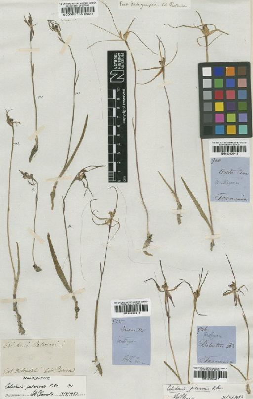Caladenia patersonii R.Br. - BM000990415