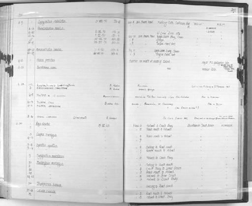 Serranochromis codringtonii Bell-Cross - Zoology Accessions Register: Fishes: 1961 - 1971: page 241