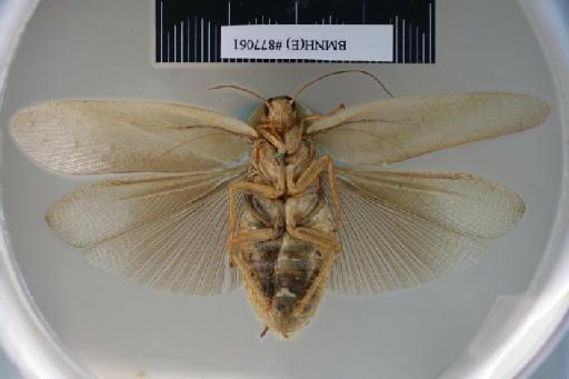 Heterolampra pallida Kirby, 1903 - Heterolampra pallida Kirby, 1903, female, holotype, ventral. Photographer: Aging Wang. BMNH(E)#877061