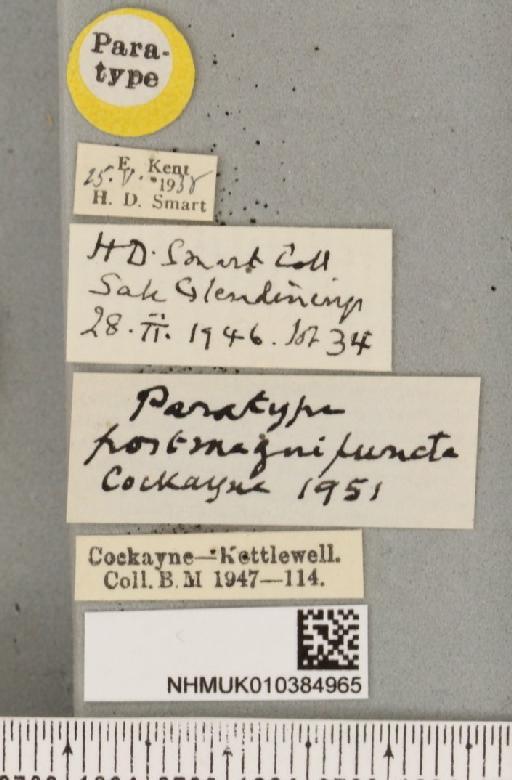 Spilosoma lubricipeda ab. postmagnipuncta Cockayne, 1951 - NHMUK_010384965_label_508614