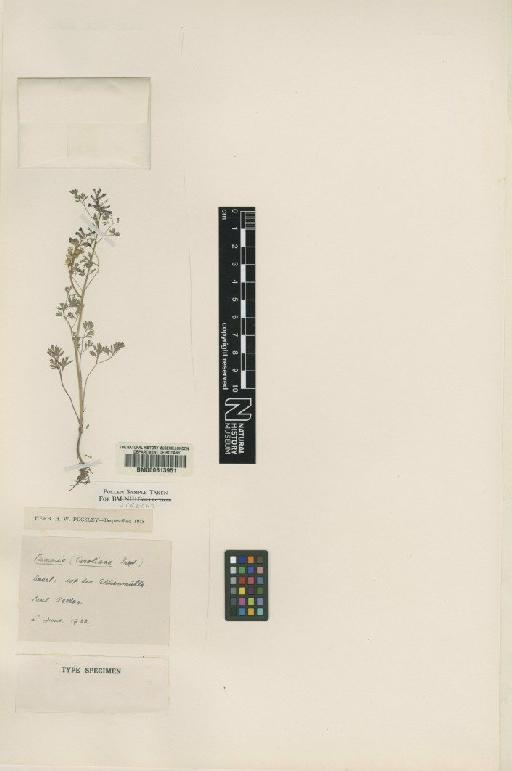 Fumaria caroliana Pugsley - BM000613951