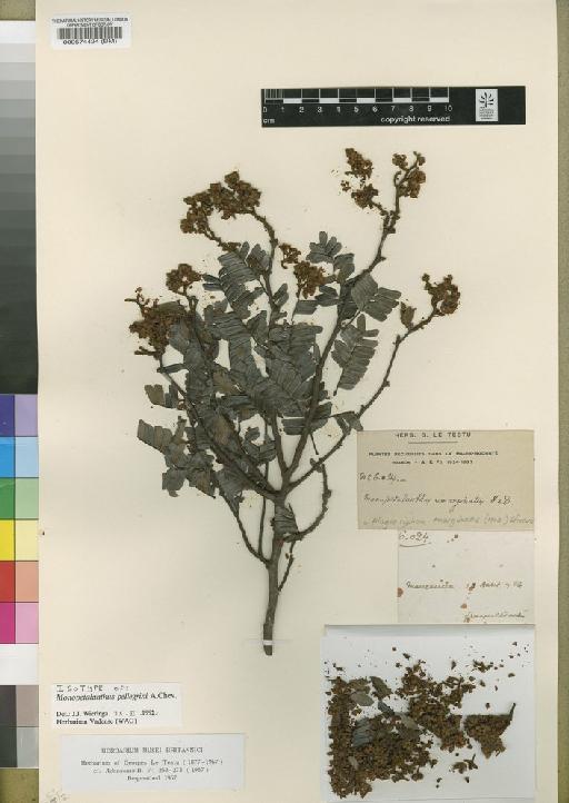 Monopetalanthus pellegrini Chev - BM000574424