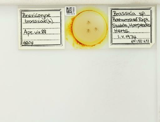 Brevicoryne brassicae Linnaeus, 1758 - 015370239_112582_1093424_835815_NoStatus