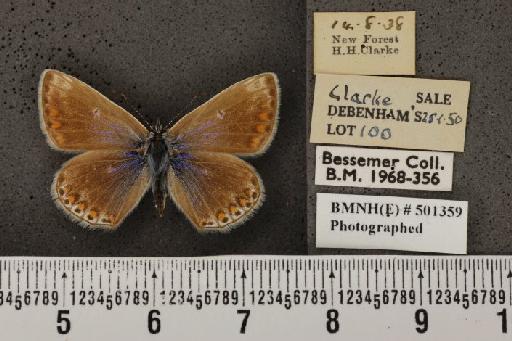 Polyommatus icarus icarus (Rottemburg, 1775) - BMNHE_501359_147828