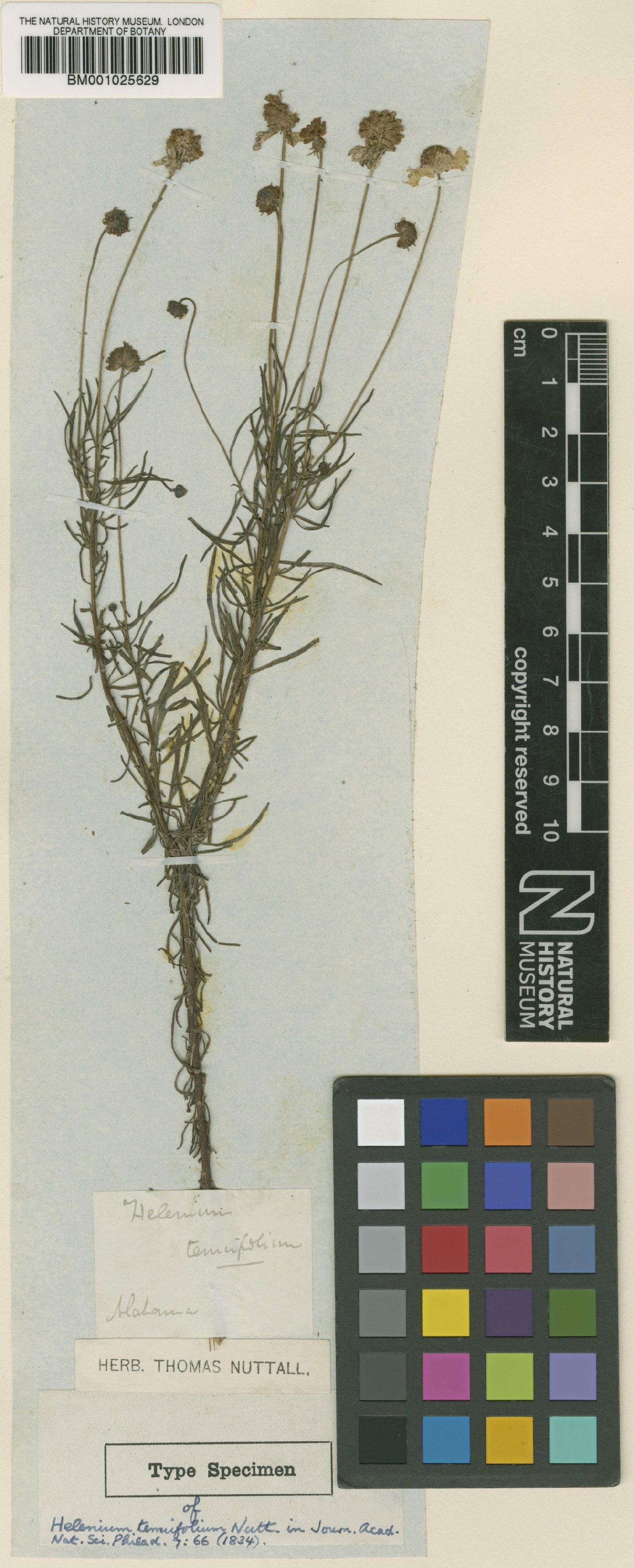 To NHMUK collection (Helenium tenuifolium Nutt.; Type; NHMUK:ecatalogue:1185399)