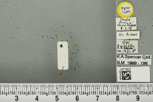 Ophiomyia aricella Spencer, 1982 - BMNHE_1471923_46988