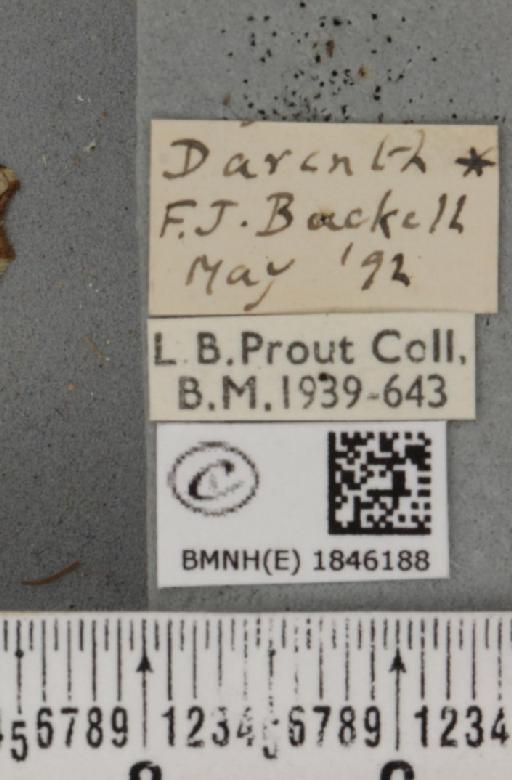 Macaria notata (Linnaeus, 1758) - BMNHE_1846188_label_420218