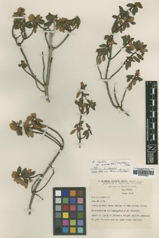Rhododendron rupicola var. muliense (Balf.f. & Forrest) Philipson & M.N.Philipson - BM000996693