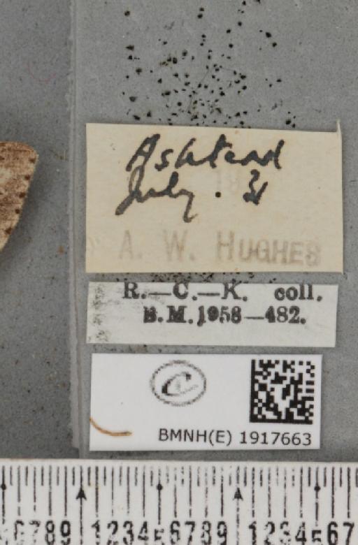 Ectropis crepuscularia (Denis & Schiffermüller, 1775) - BMNHE_1917663_label_481334
