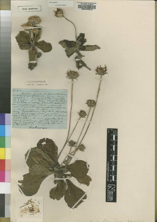Vernonia anandrioides Moore - BM000629327