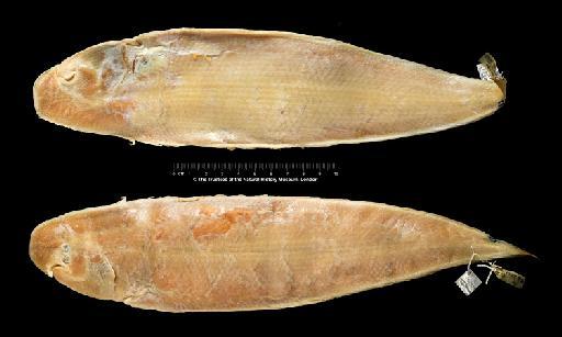 Cynoglossus robustus Günther, 1873 - BMNH 1873.7.30.61, HOLOTYPE, Cynoglossus robustus