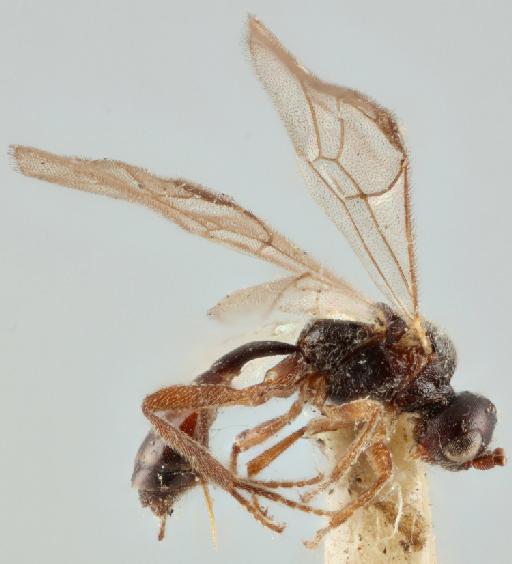 Orona petiolaris Cameron, P., 1905 - Orona_petiolaris_holotype_010880398_lateral