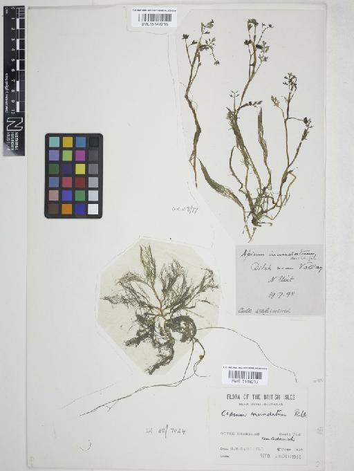 Apium inundatum (L.) Rchb.f. - 015148217