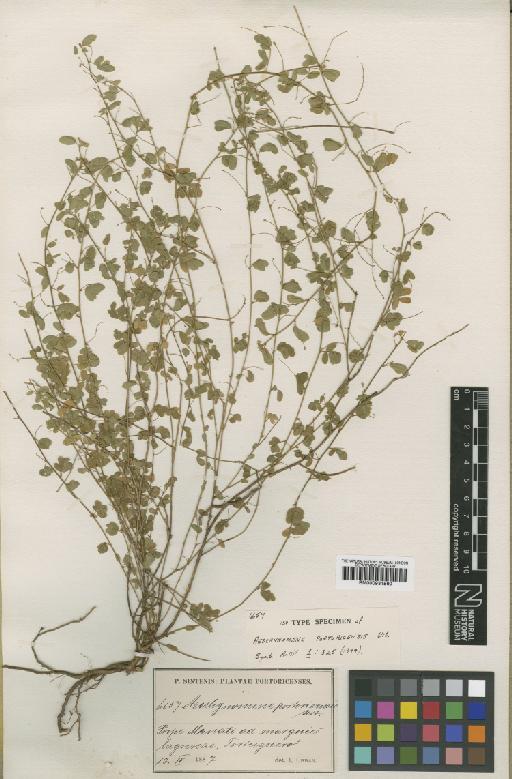 Aeschynomene portoricensis Urb. - BM000931560