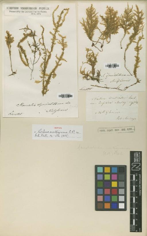 Homaliodendron montagneanum (Müll.Hal.) M.Fleisch. - BM001108135_a