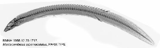 Mastacembelus albomaculatus Poll, 1953 - BMNH 1955.12.20.1717, Mastacembelus albomaculatus, PARATYPE, Radiograph