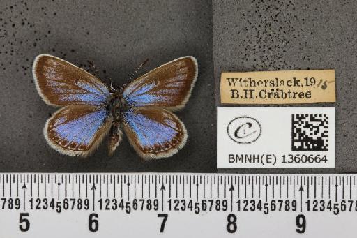 Plebejus argus masseyi Tutt, 1909 - BMNHE_1360664_174427