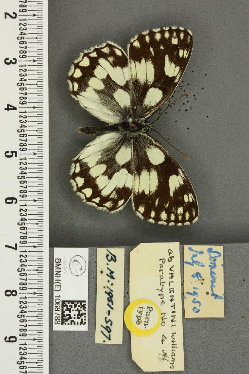 Melanargia galathea serena ab. valentini Williams, 1951 - BMNHE_1068788_34526