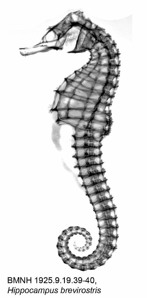 Hippocampus brevirostris Schinz & Cuvier, 1822 - BMNH 1925.9.19.39-40, Hippocampus brevirostris, Radiograph